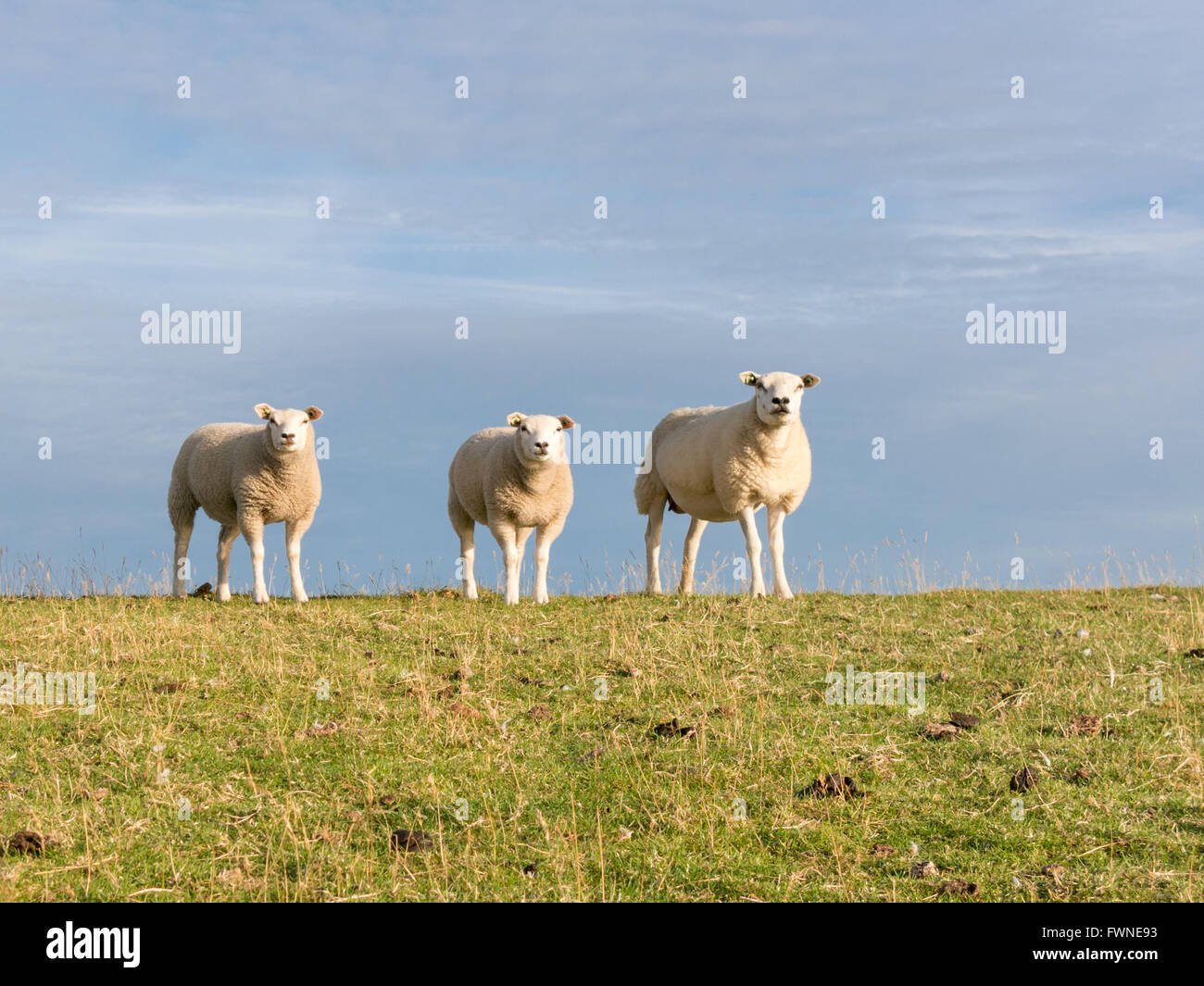Portrait of three sheep standing side by side in a row in grass of polder dyke, Netherlands Stock Photo
