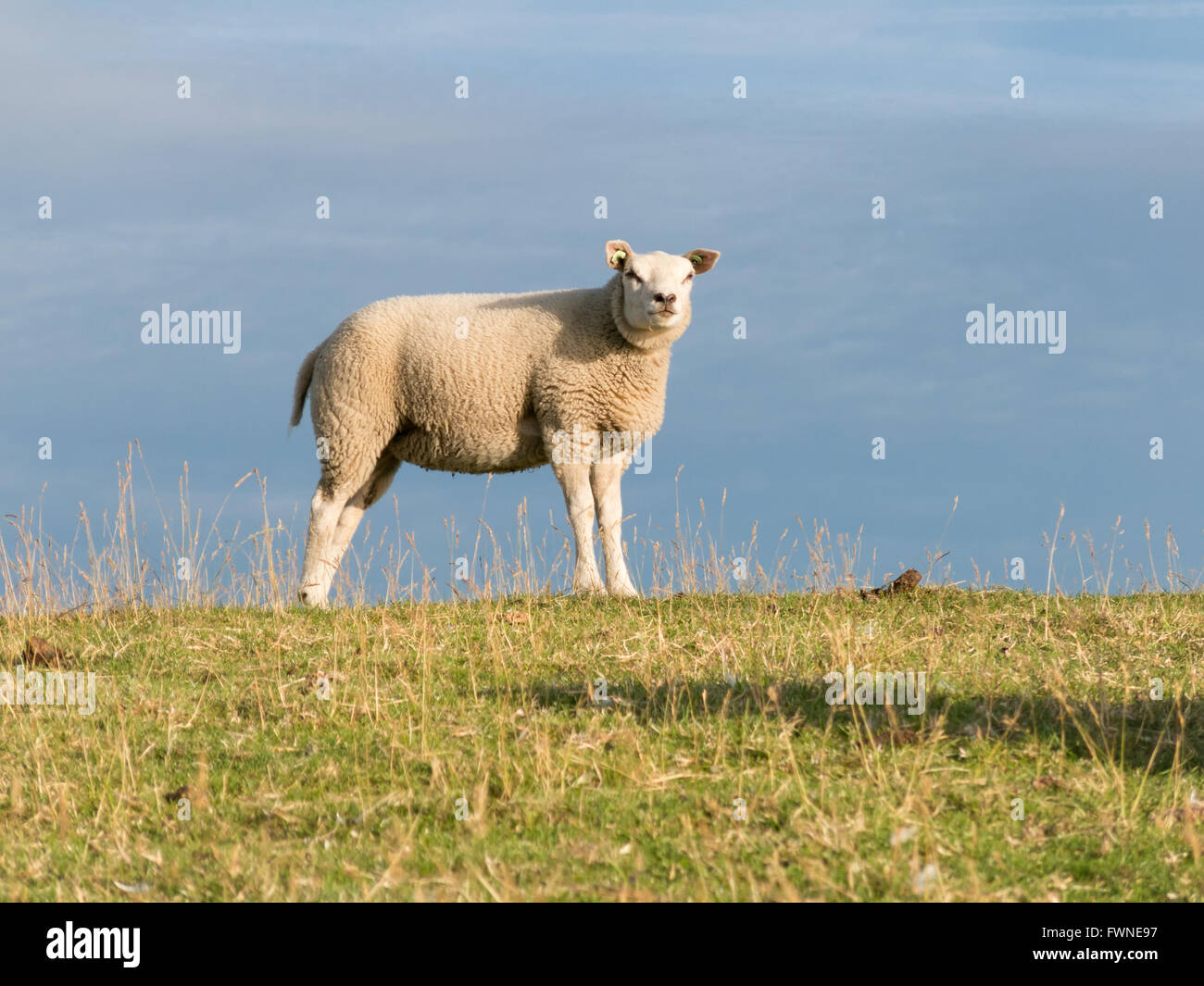 Portrait of one sheep standing in the grass on a polder dyke, Netherlands Stock Photo