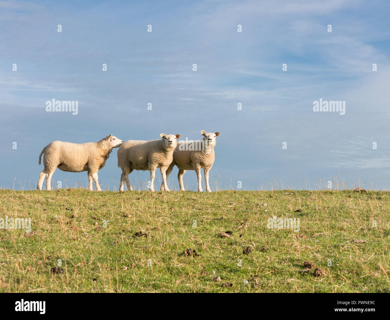 Portrait of three sheep standing side by side in a row in grass of polder dyke, Netherlands Stock Photo