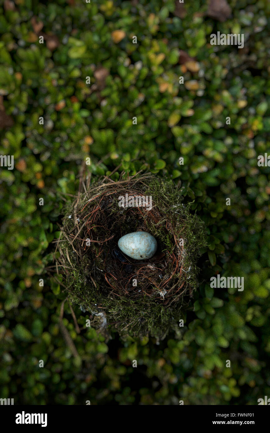 Speckled blue egg-shaped stone in bird's nest on hedge Stock Photo
