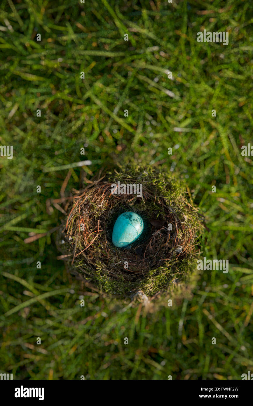 Speckled blue egg-shaped stone in bird's nest on grass Stock Photo