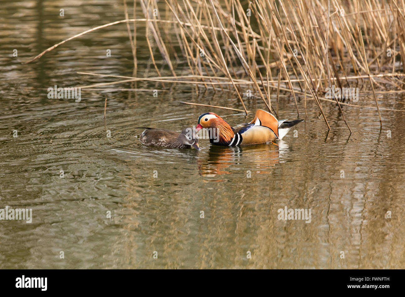 Male and female mandarin ducks swim in the water near some out of focus ...