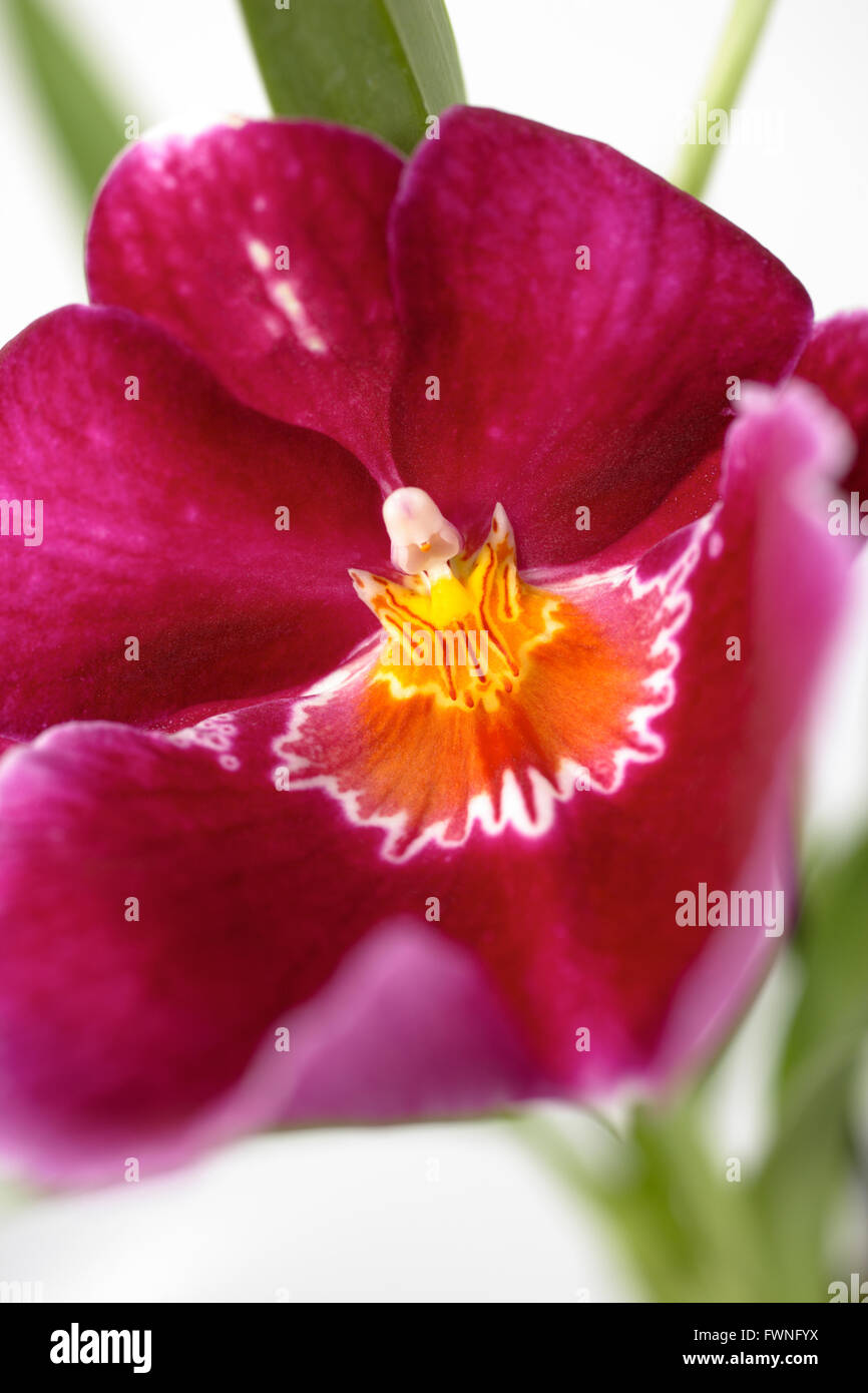 Pink orchid blossom Stock Photo Alamy