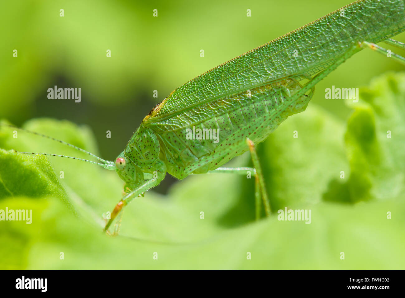 Profile view of a green grasshopper on a leave Stock Photo