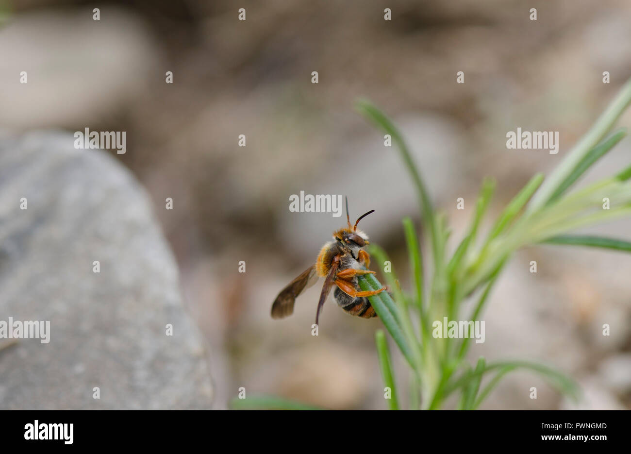 Solitary Bee (Hymenoptera). Spain, Europe. Stock Photo