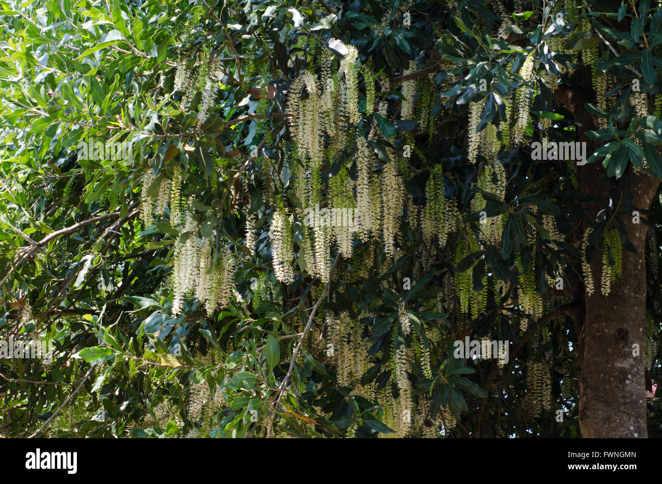 Macadamia flowers Stock Photo