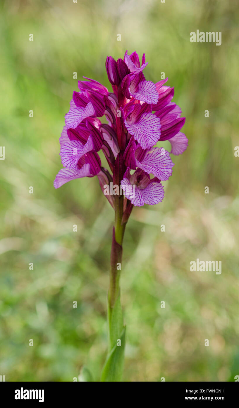 Pink Butterfly Orchid, Orchis papilionacea, Andalusia, Spain. Stock Photo