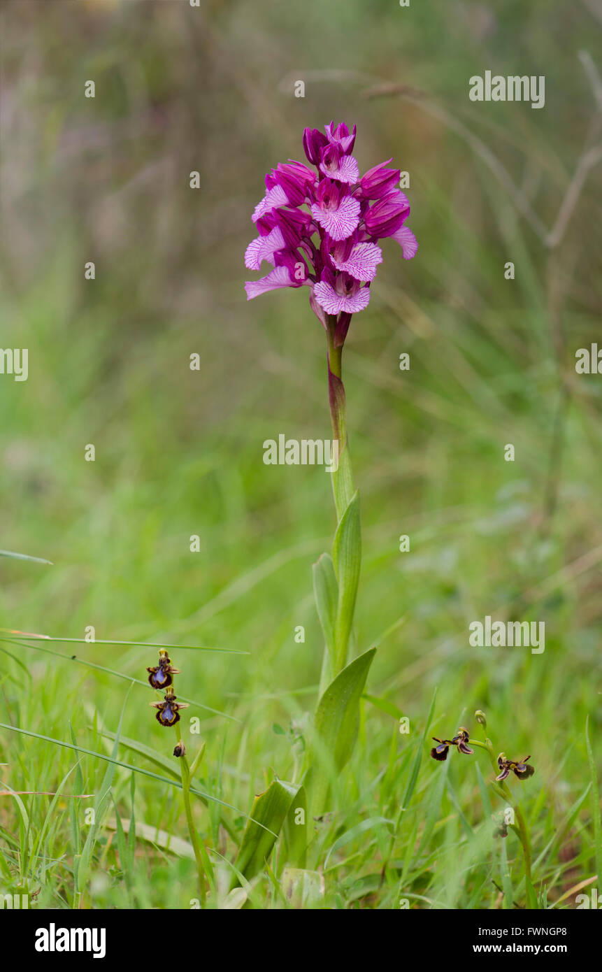 Pink Butterfly Orchid, anacamptis papilionacea, small mirror orchids at the foot, Andalusia, Spain. Stock Photo