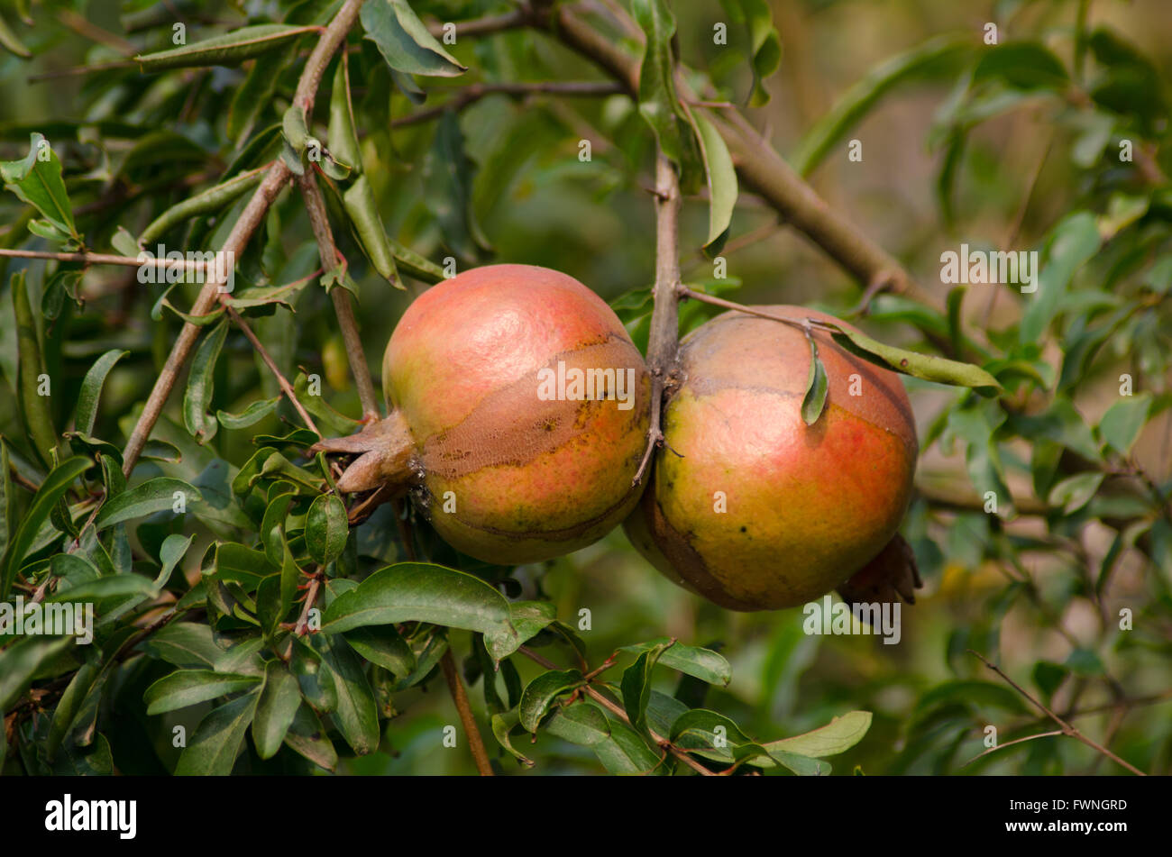 Ripe Pomegranate Fruit on Tree Branch Stock Photo