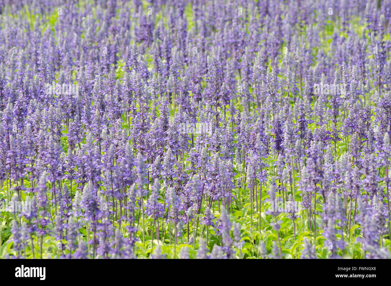 Salvia pratensis Stock Photo