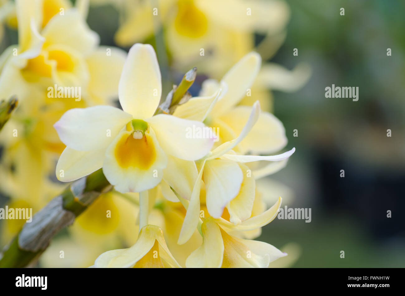 Yellow Dendrobium Orchid Stock Photo - Alamy