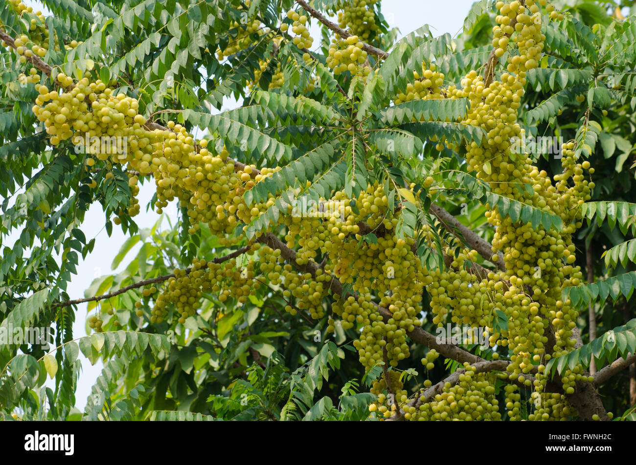 Star gooseberry on tree Stock Photo