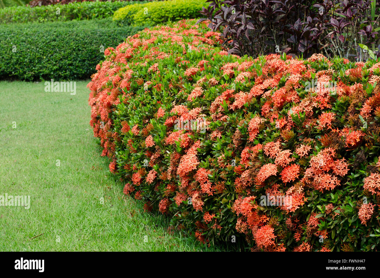 Ixora flower hi-res stock photography and images - Alamy