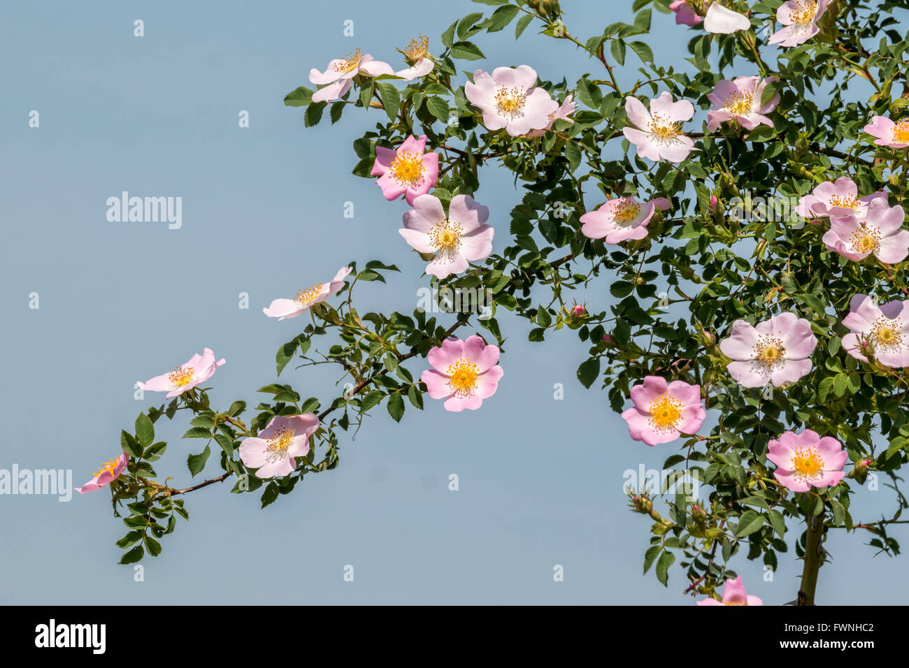 Wild rose bush hires stock photography and images Alamy
