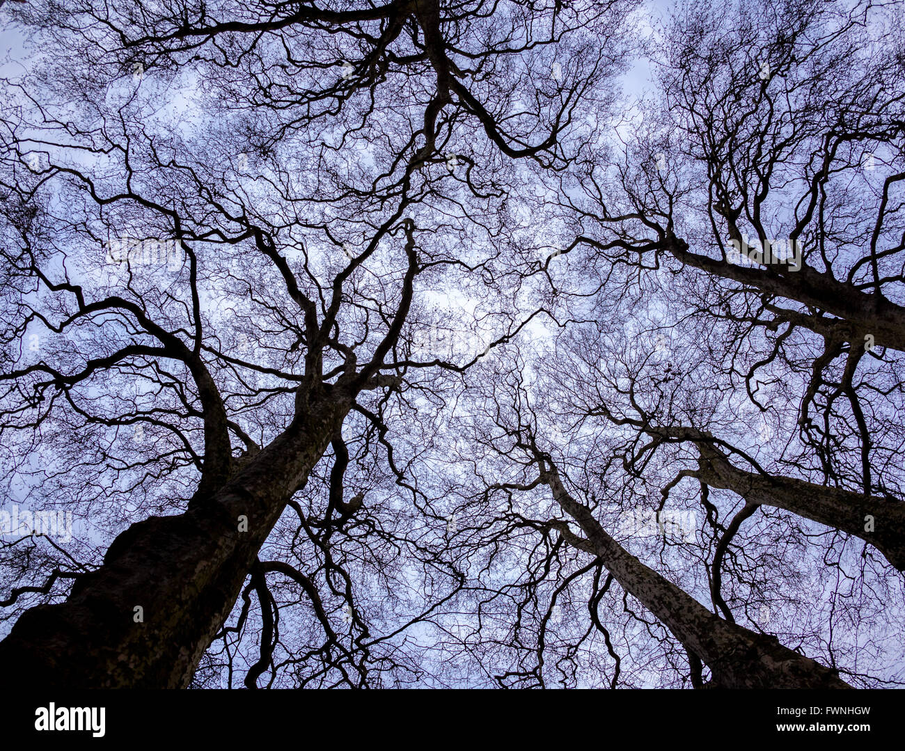 Tree silhouette against blue sky Stock Photo - Alamy