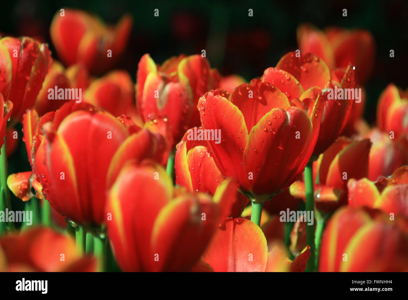 Red and Yellow Tulip Field Stock Photo - Alamy