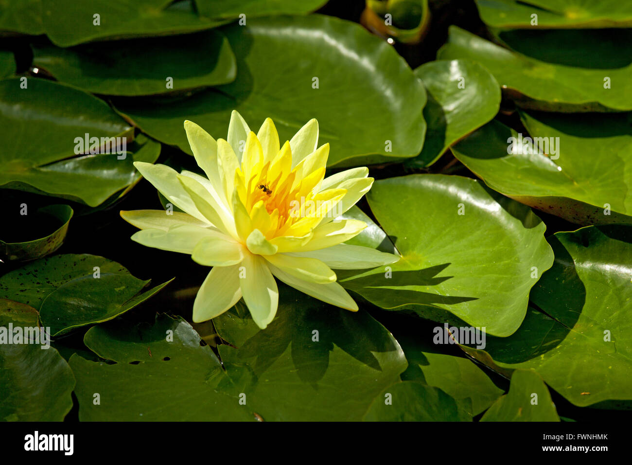 Yellow Water Lily lotus and bee Stock Photo - Alamy