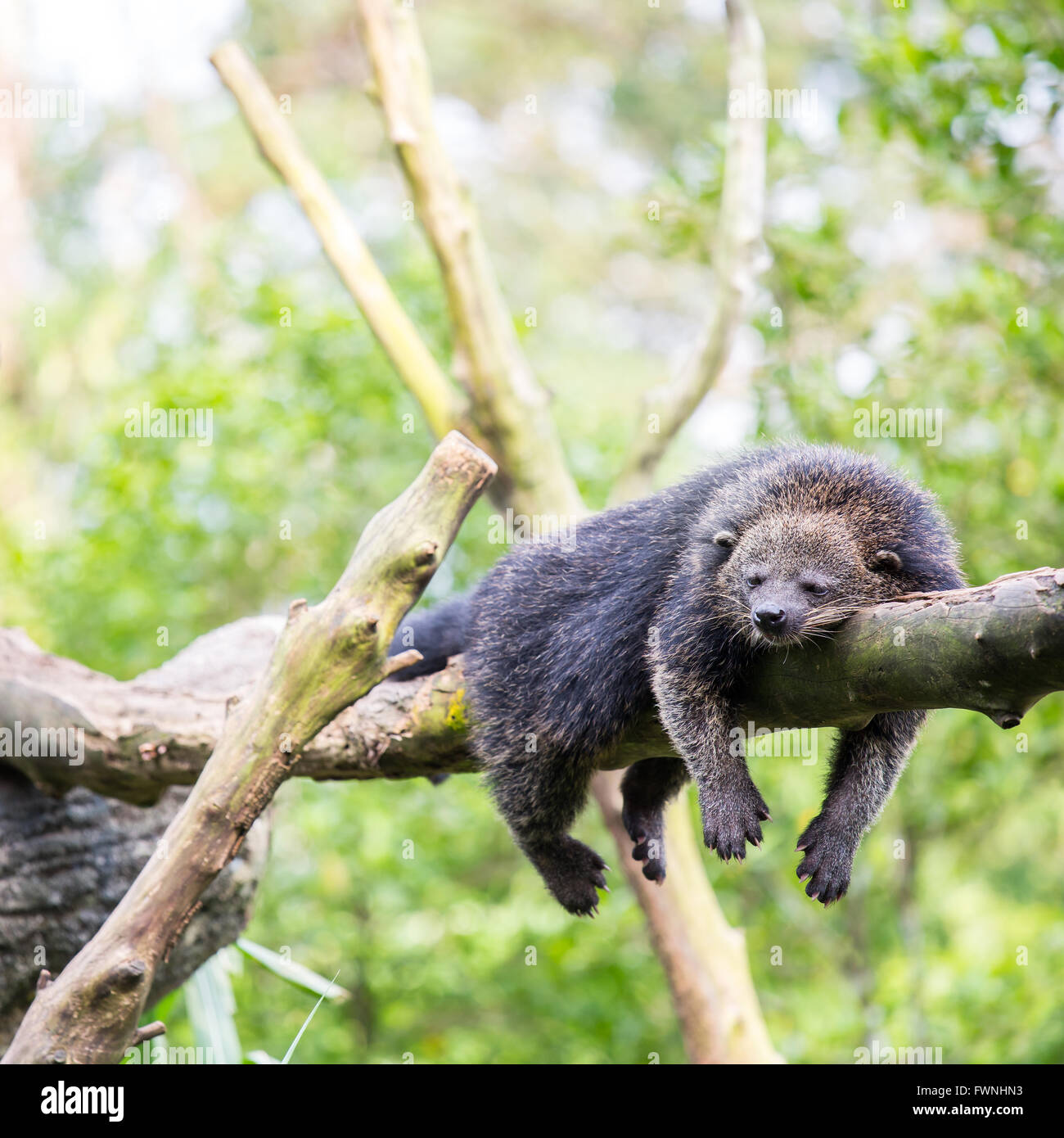 Binturong Binturong