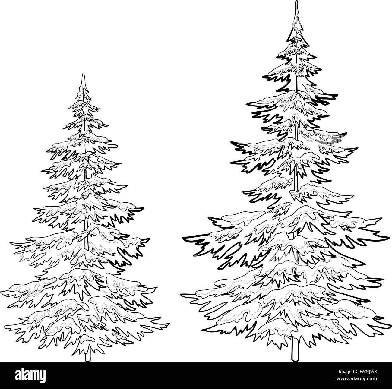 Two fir trees Black and White Stock Photos & Images - Alamy