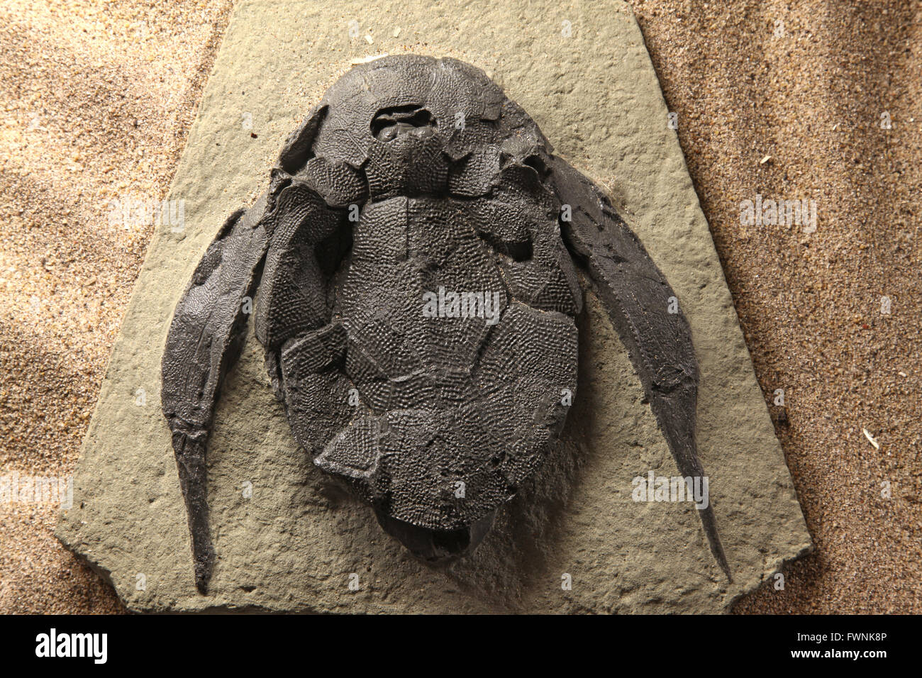 exploration of trilobite beetle turtle fossil embedded in stone Rock Stock Photo