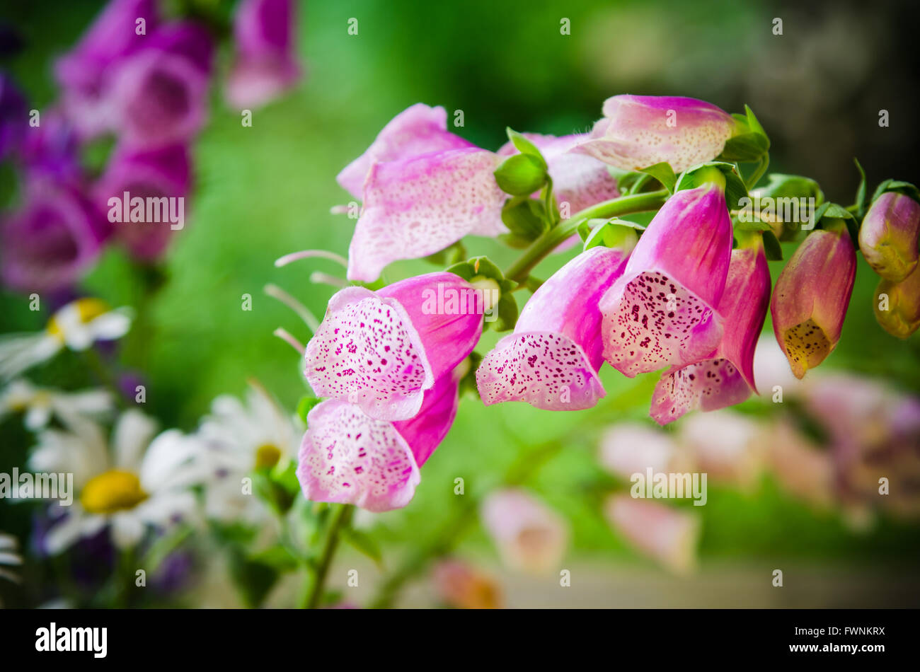 Beautiful bouquet wild flowers hi-res stock photography and images - Alamy
