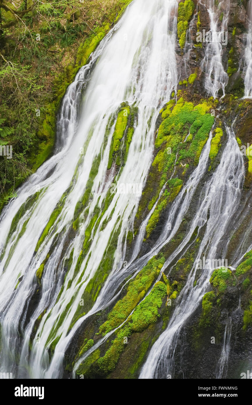 Panther Creek Falls, Springfed Waterfall, GiffordPinchot National Forest, Cascade Mountains