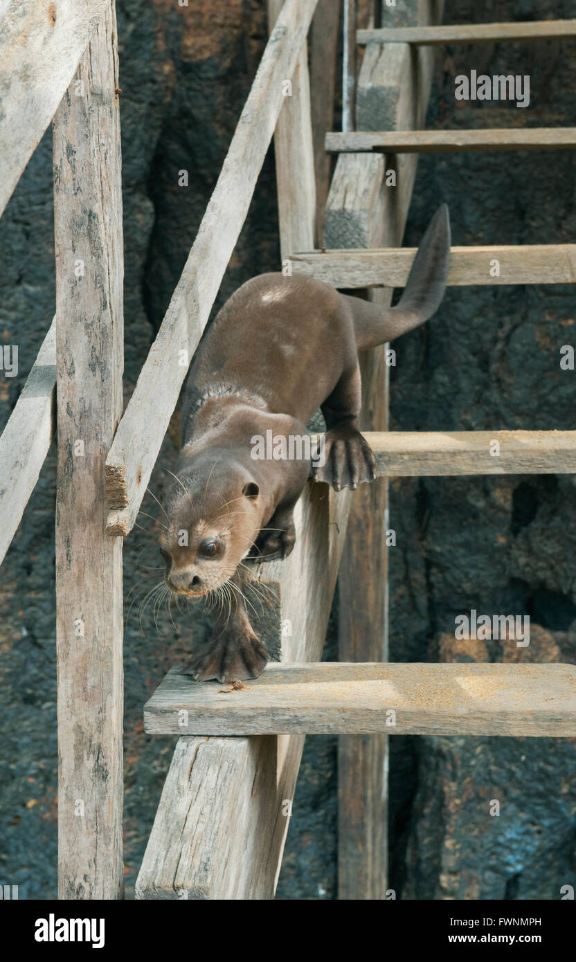 Giant Otter (Pteronura brasiliensis), Rupununi River, Karanambu Ranch ...