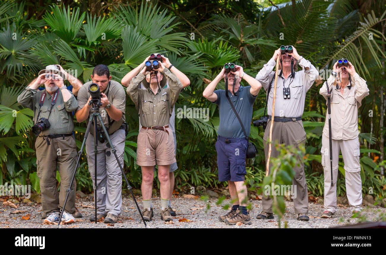 OSA PENINSULA, COSTA RICA - Eco-tourists viewing wildlife with binoculars in rain forest. Stock Photo