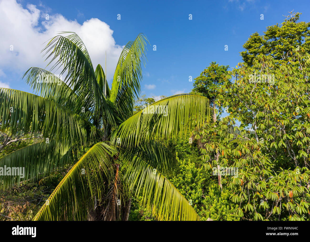 OSA PENINSULA, COSTA RICA - Trees and blue sky in rain forest. Stock Photo