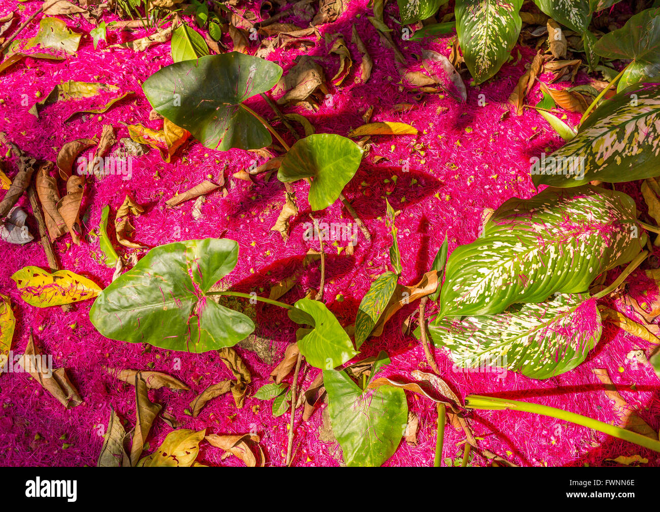 OSA PENINSULA, COSTA RICA - Tropical rain forest floor, with flower petals from the water apple tree. Syzygium malaccensis Stock Photo