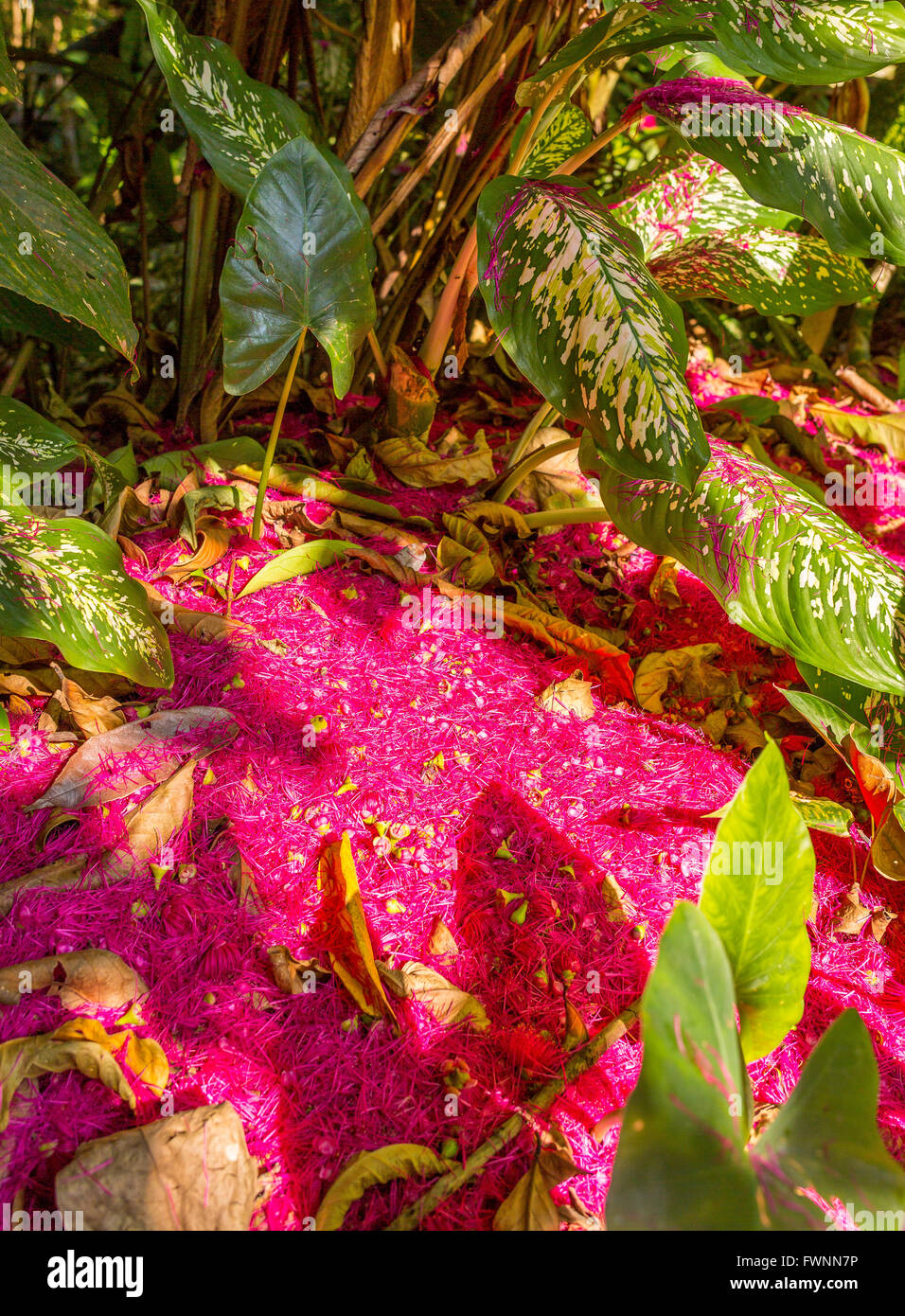 OSA PENINSULA, COSTA RICA - Tropical rain forest floor, with flower petals from the water apple tree. Syzygium malaccensis Stock Photo
