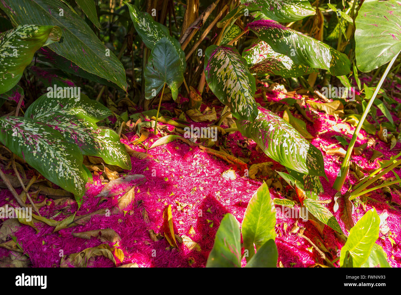 OSA PENINSULA, COSTA RICA - Tropical rain forest floor, with flower petals from the water apple tree. Syzygium malaccensis Stock Photo