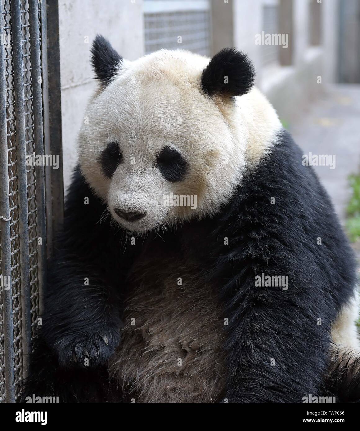 Ya'an. 6th Apr, 2016. Photo taken on April 6, 2016 shows female panda Qiaoqiao at Ya'an Bifengxia Base of China Conservation and Research Center for the Giant Pandas in Ya'an, southwest China's Sichuan Province. According to the China Conservation and Research Center for the Giant Pandas, 26 female pandas and 19 males have been selected in this year's mating plan. By far, 10 female pandas at the breeding base have mated since February. The center captive-breeds the world's largest panda population -- 218 as of the end of 2015. Credit:  Xue Yubin/Xinhua/Alamy Live News Stock Photo