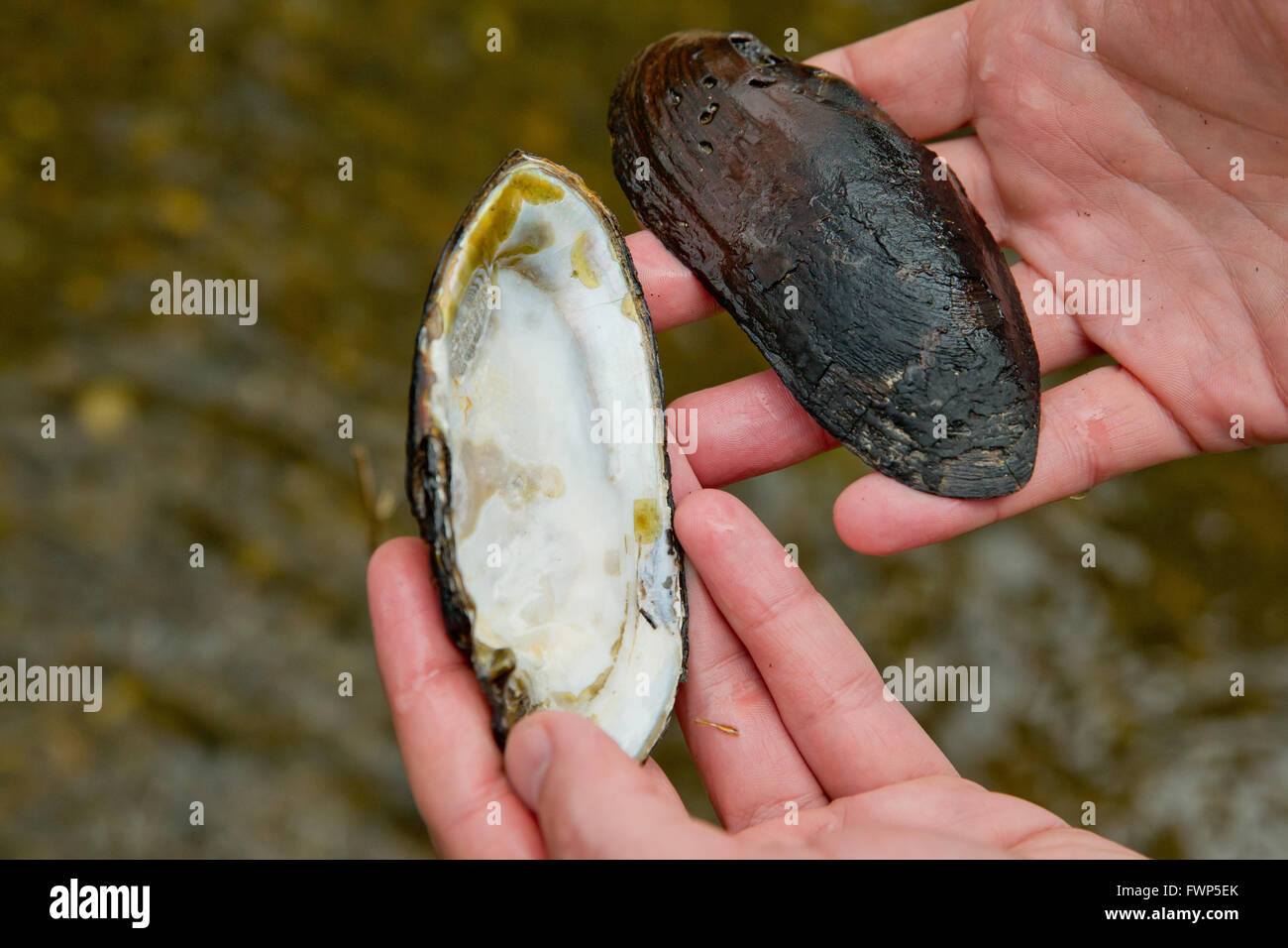 Freshwater pearl mussels hires stock photography and images Alamy