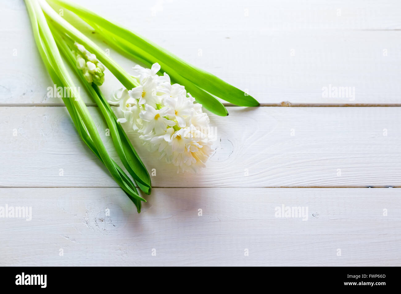 Fresh white flowers hyacinths in ray of light on white painted wooden background. Selective focus. Place for text. Stock Photo