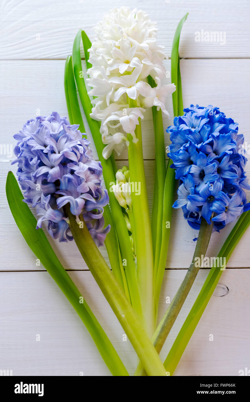 Fresh pink, blue and white  flowers hyacinths in ray of light on white painted wooden background. Selective focus. Place for tex Stock Photo