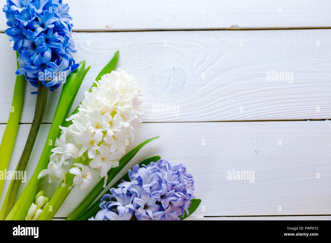 Fresh pink, blue and white  flowers hyacinths in ray of light on white painted wooden background. Selective focus. Place for tex Stock Photo