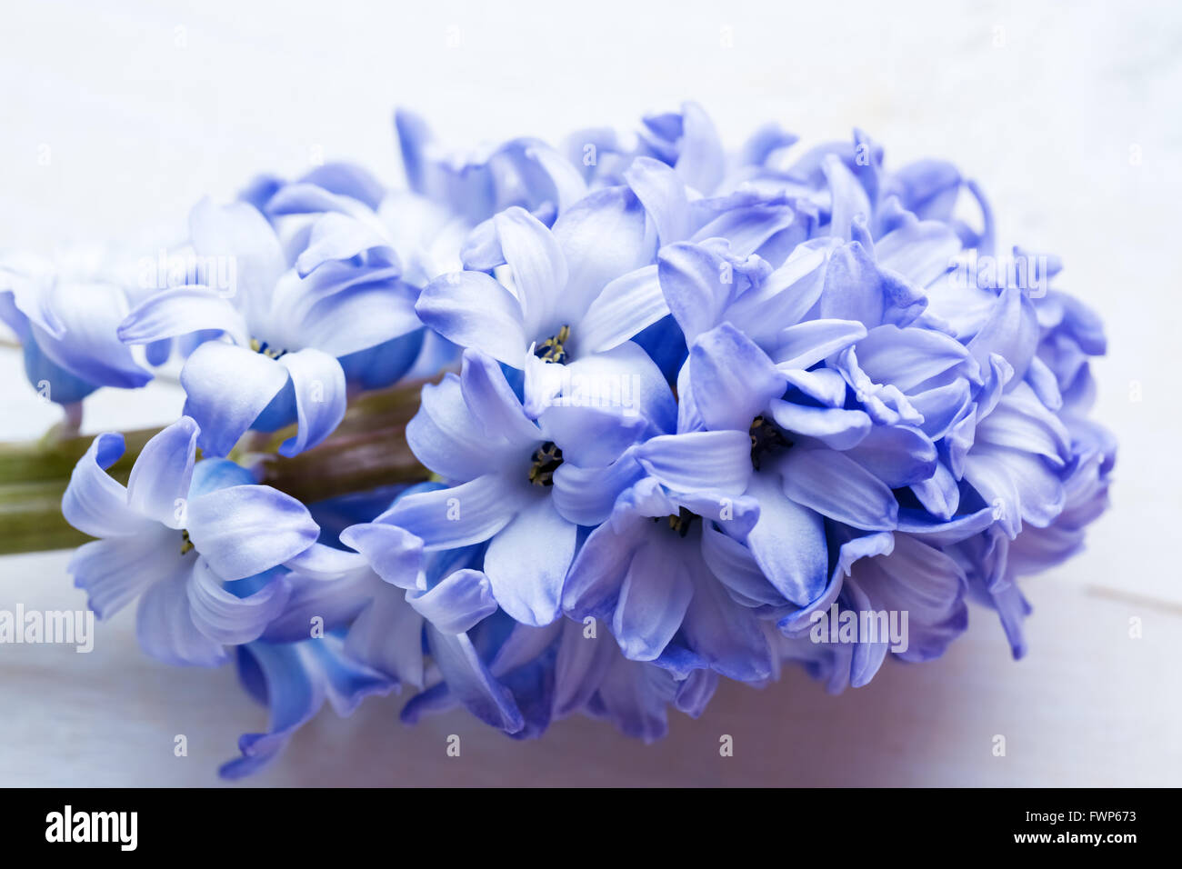 Fresh blue flowers hyacinths in ray of light on white painted wooden background. Selective focus. Place for text. Stock Photo