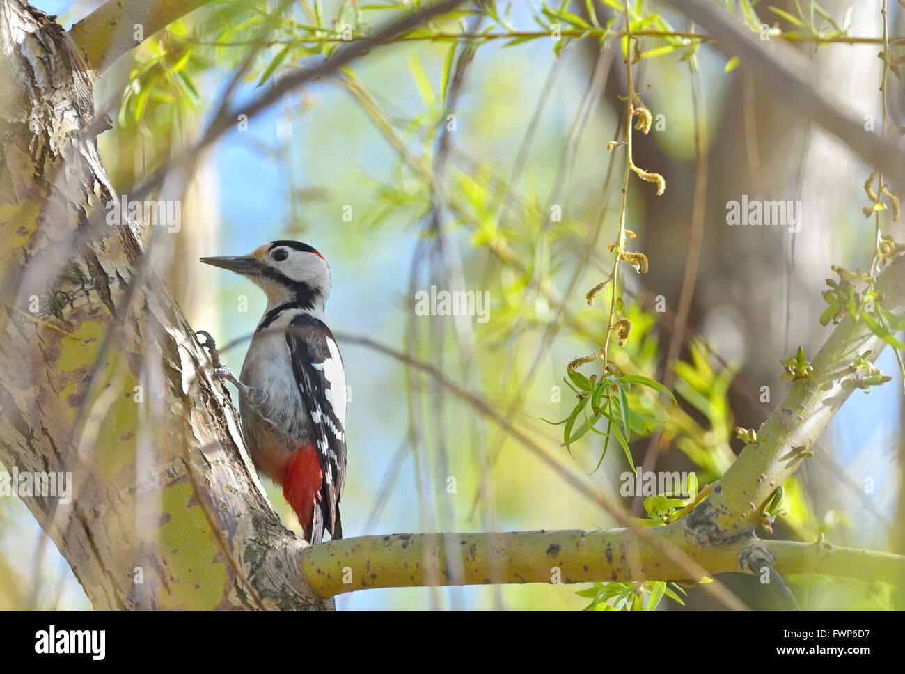 Great spotted Woodpecker perched on a birch branch Stock Photo