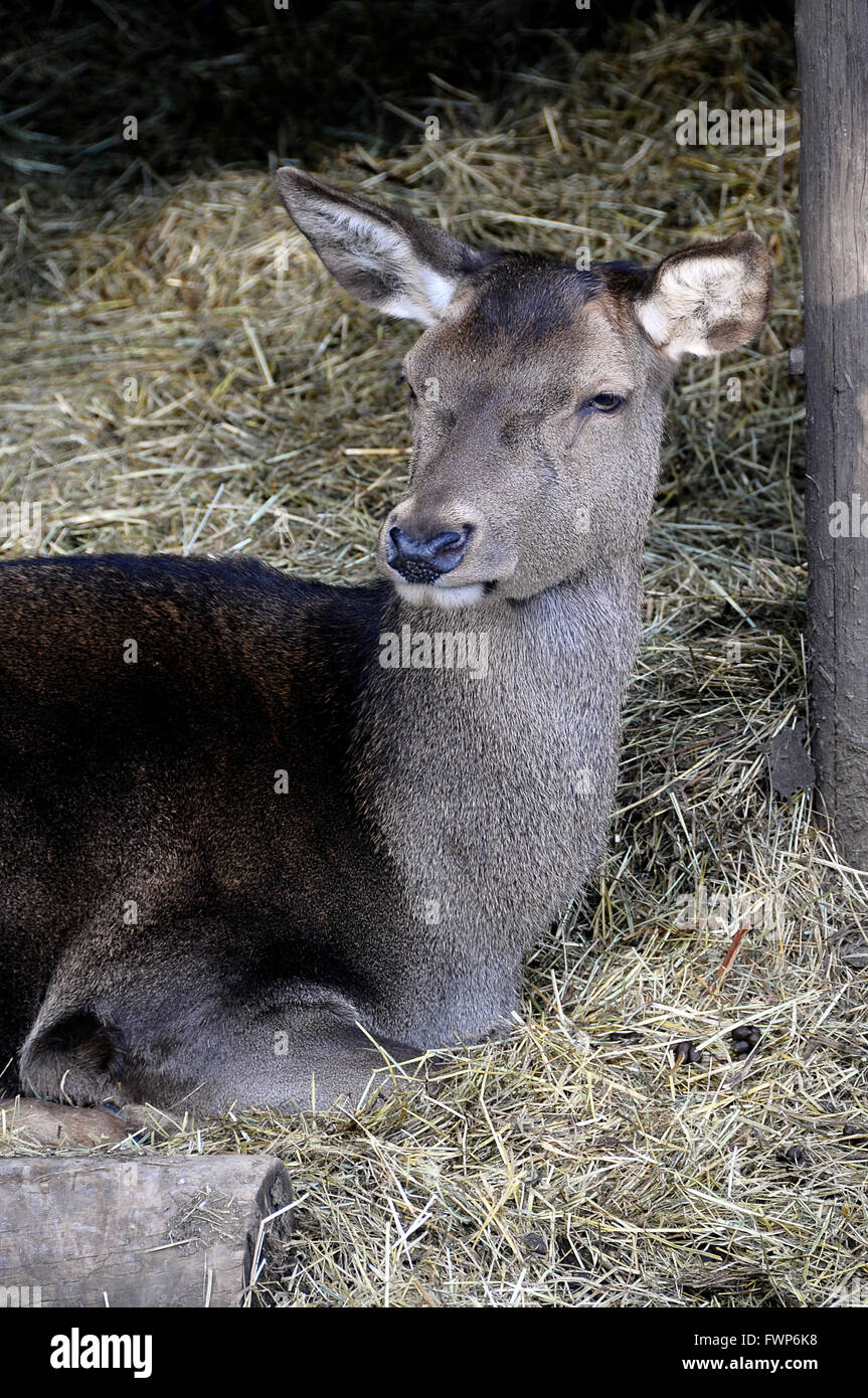 Close up of deer animal lying on straw in stable Stock Photo Alamy