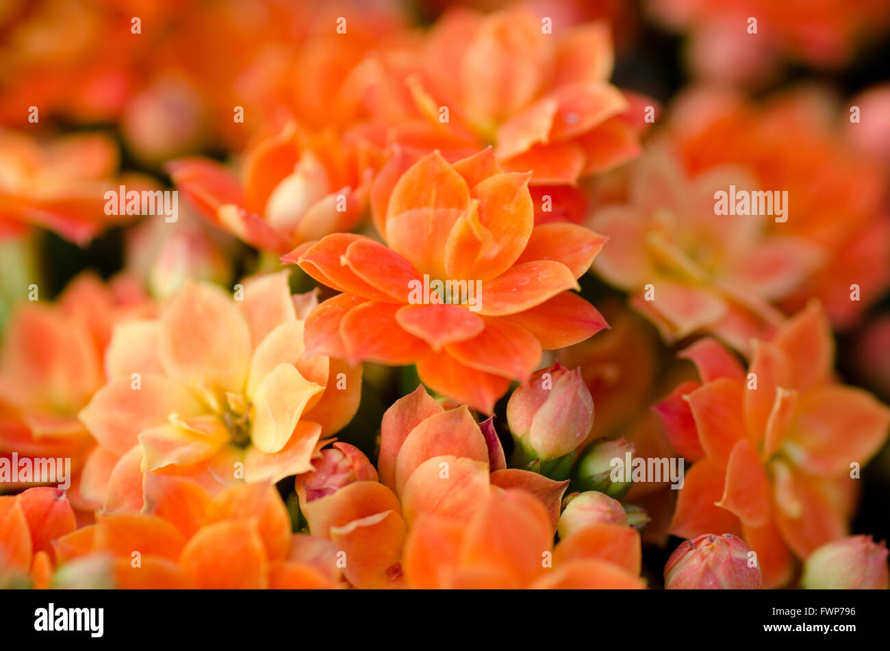 Flaming Katy flower Stock Photo Alamy