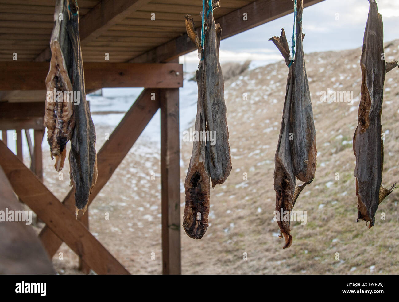 Pairs of fish hanging from drying racks at Eyrarbakki, southern Iceland, snowy beach in background Stock Photo