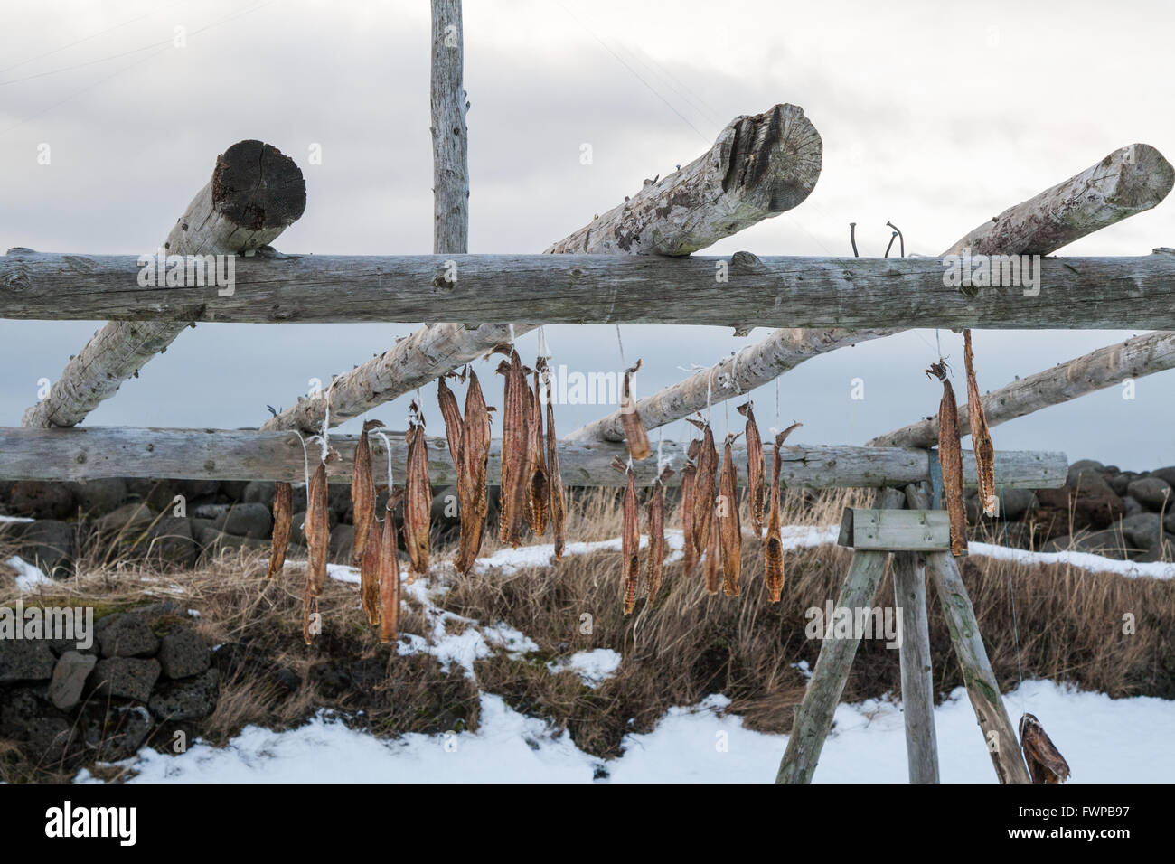 Fish hanging from drying racks at Eyrarbakki, southern Iceland surrounded by snow Stock Photo