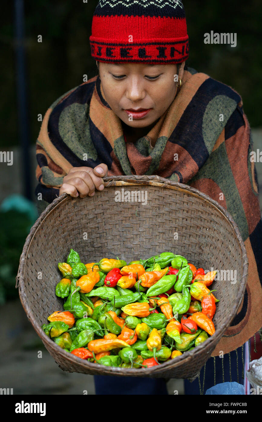 Naga woman sorting red hot chillies ( Naga Jolokia,ghost chilli  ) in a local market, Nagaland, India, Asia Stock Photo
