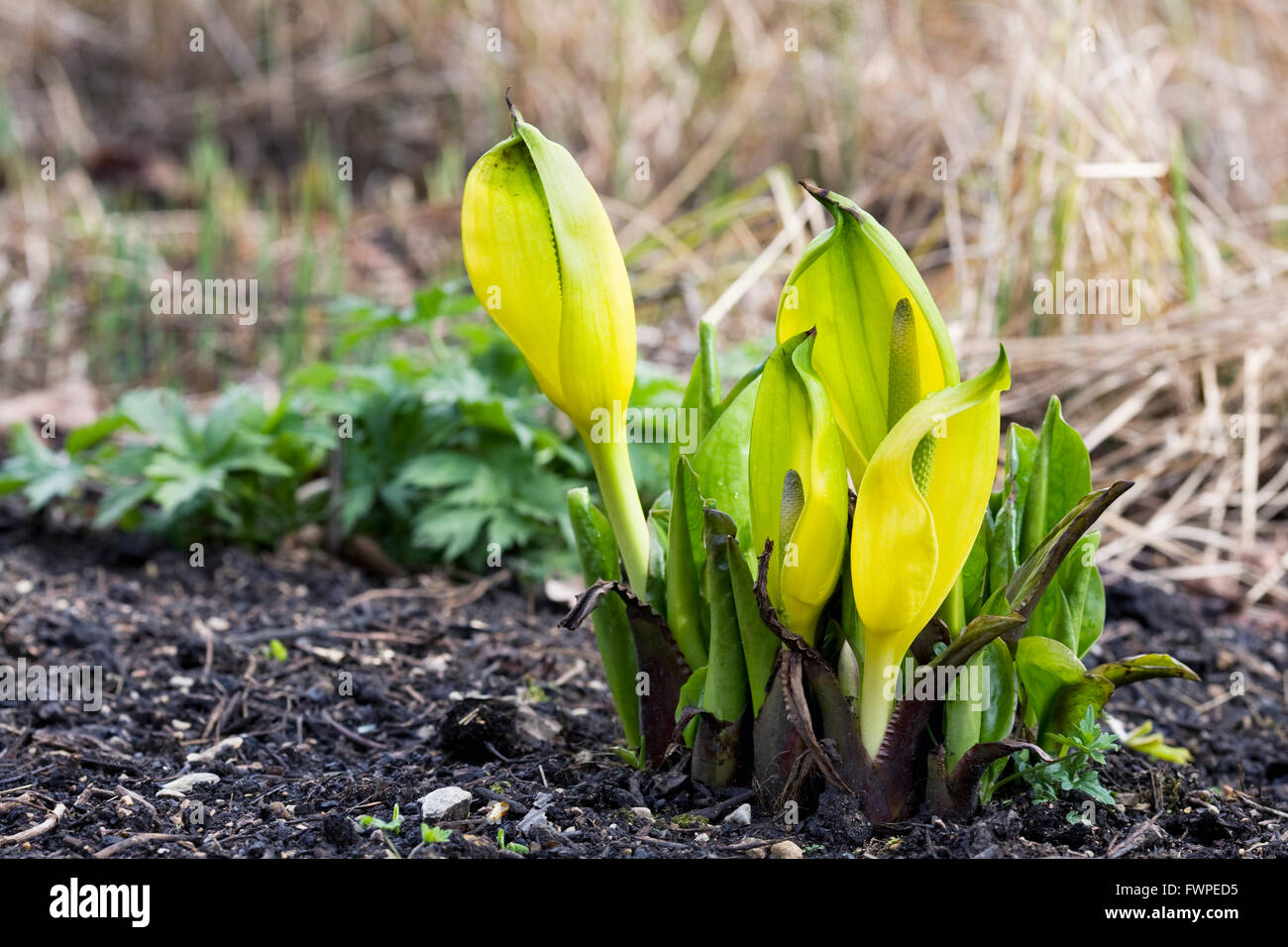 Lysichiton americanus. Western skunk cabbage in an English garden. Stock Photo