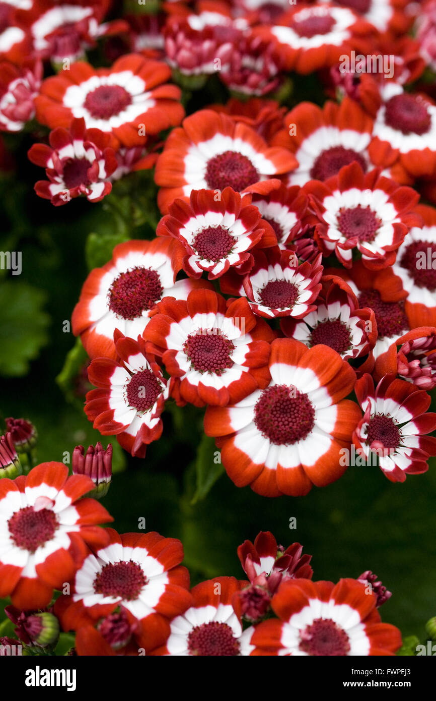 Brightly coloured cineraria flowers. Stock Photo