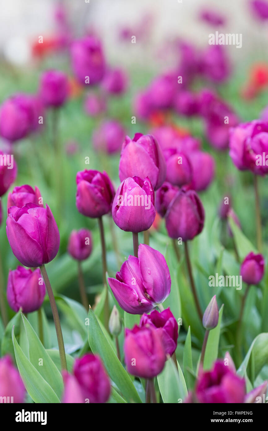 Tulipa 'Negrita' flowers in Spring. Stock Photo