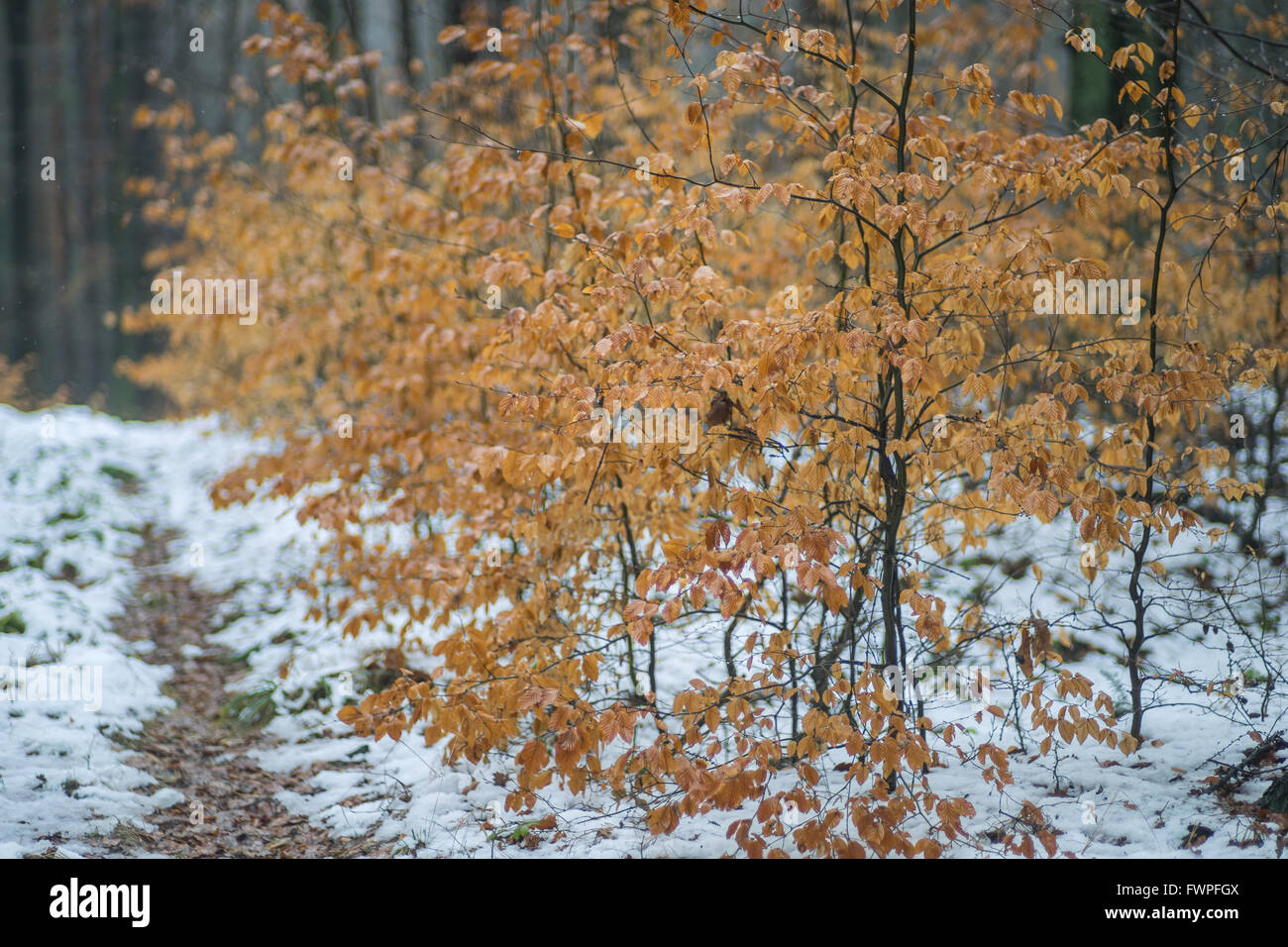 Young beech trees with withered leaves in winter Fagus sylvatica Stock Photo