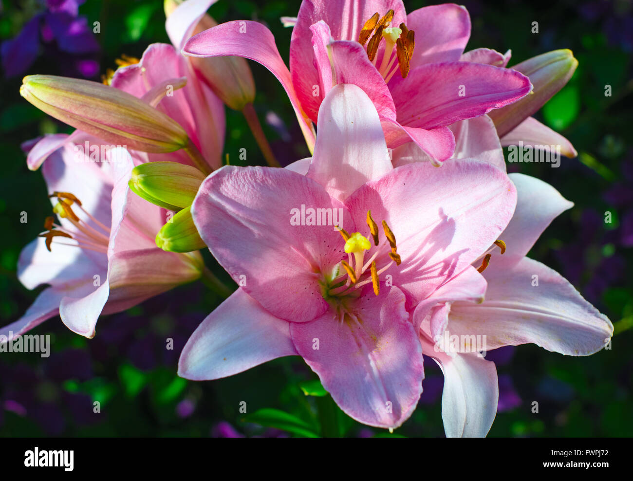 light pink flowers of a lily on an indistinct dark background Stock Photo