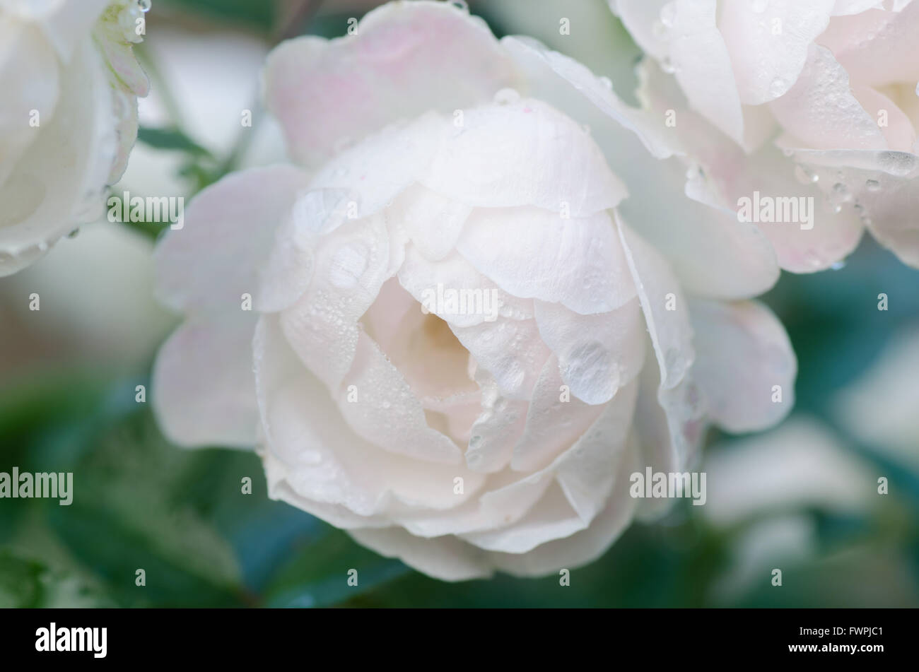 Floribundas hi-res stock photography and images - Alamy